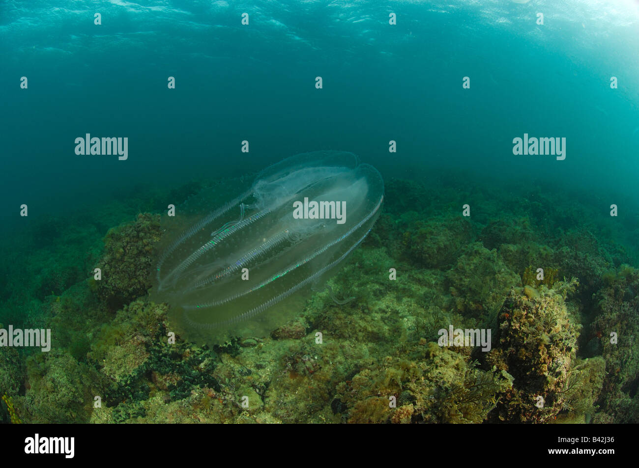 Comb Jellyfish Ctenophora Piran Adriatic Sea Slovenia Stock Photo Alamy