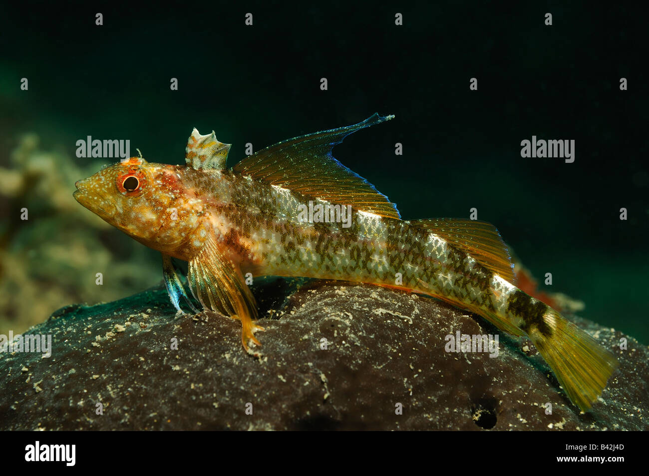 Yellow Triplefin Female Tripterygon Delaisi Piran Adriatic Sea Slovenia Yellow Triplefin Female Tripterygon Delaisi Piran Adriatic Sea Slovenia