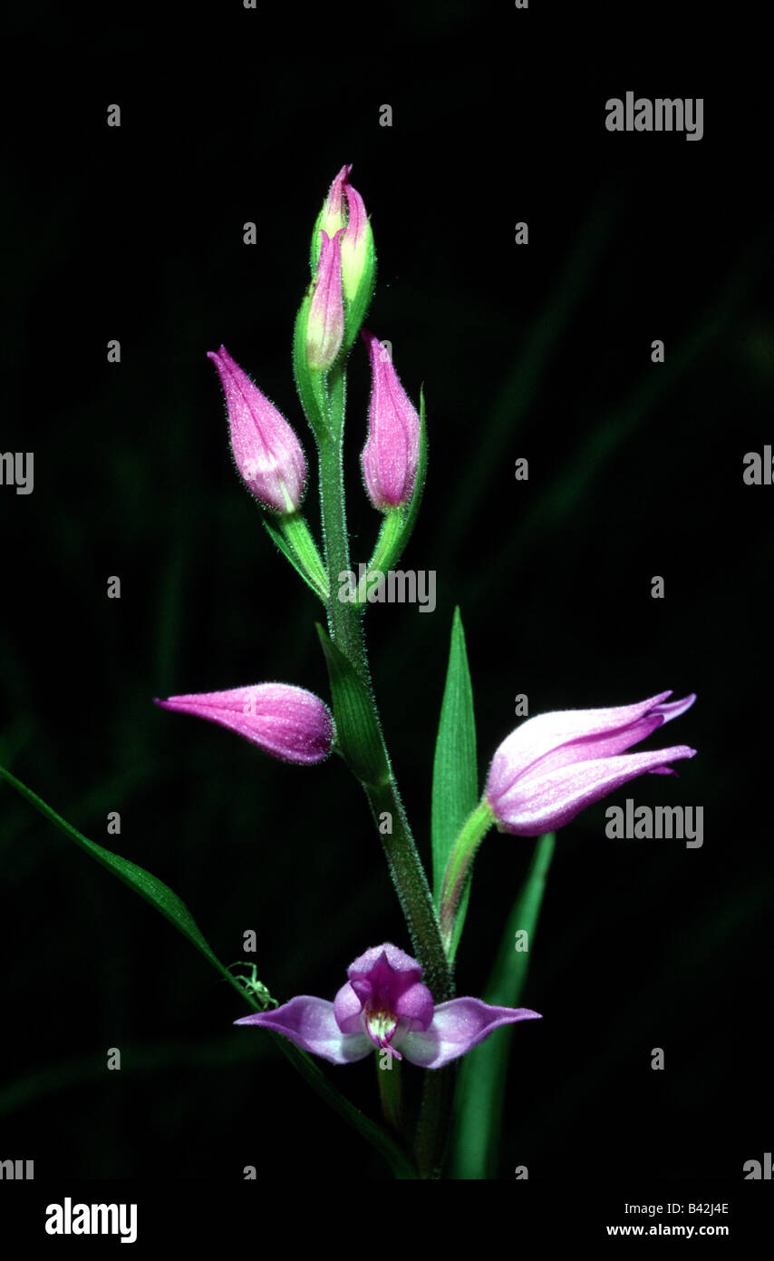 botany, Helleborine, (Cephalanthera), Red Helleborine, (Cephalanthera rubra), blossoms and buds, at shoot, Orchidaceae, orchid, Stock Photo
