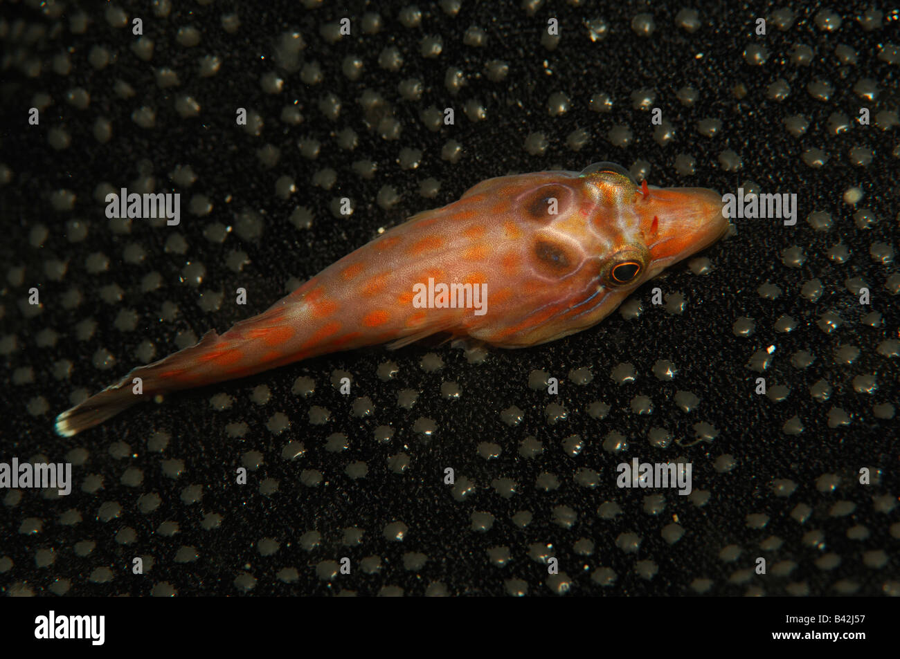 Shore Clingfish Lepadogaster lepadogaster Susac Island Adriatic Sea Croatia Stock Photo