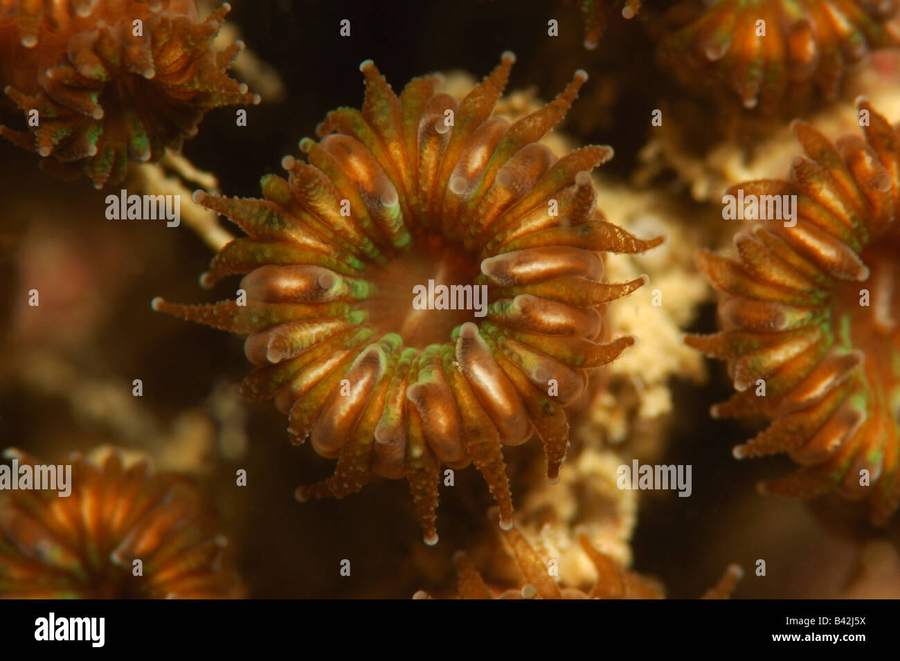 Polyp of Stone Coral Cladocora cespitosa Piran Adriatic Sea Slovenia Stock Photo
