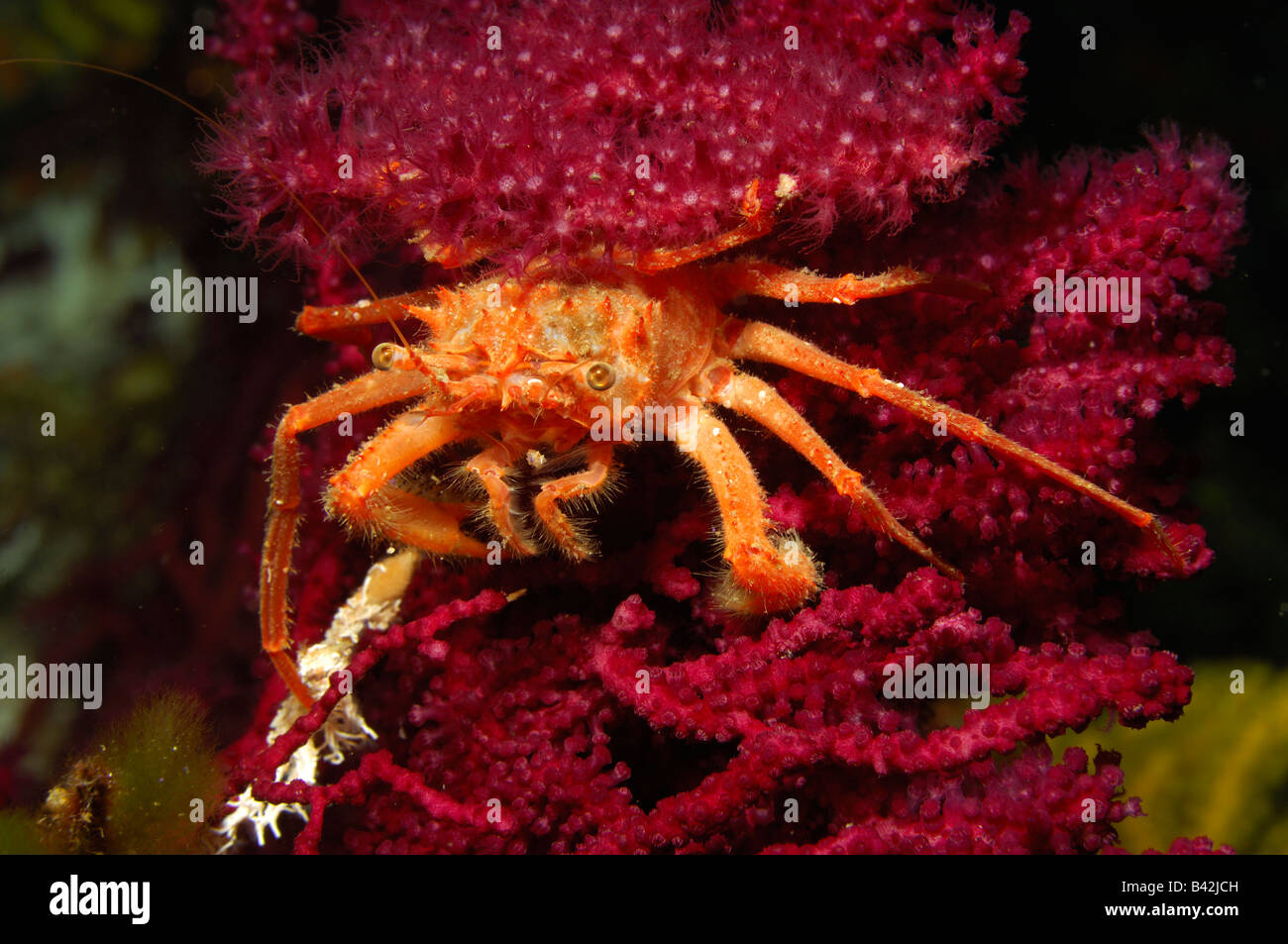 Majoid Crab Herbstia condyliata Susac Island Adriatic Sea Croatia Stock Photo