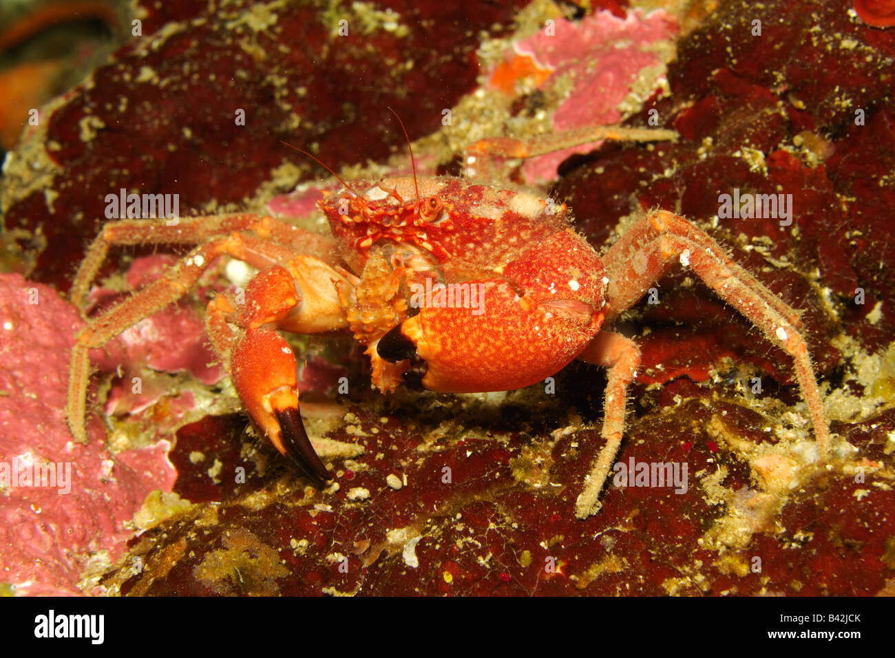 Feeding Crab Susac Island Adriatic Sea Croatia Stock Photo - Alamy