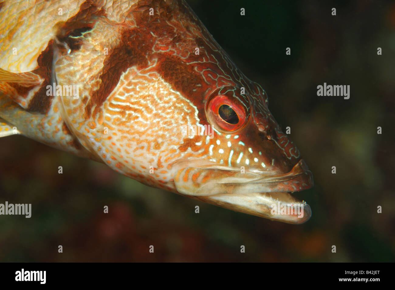 comber-fish-serranus-cabrilla-high-resolution-stock-photography-and