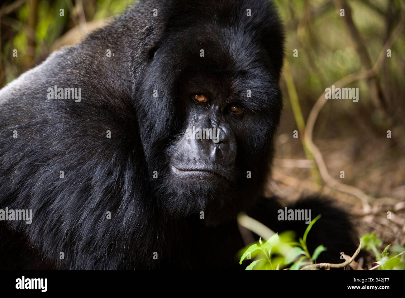 Alpha male, silverback, Gorilla Treking in Rwanda Stock Photo - Alamy