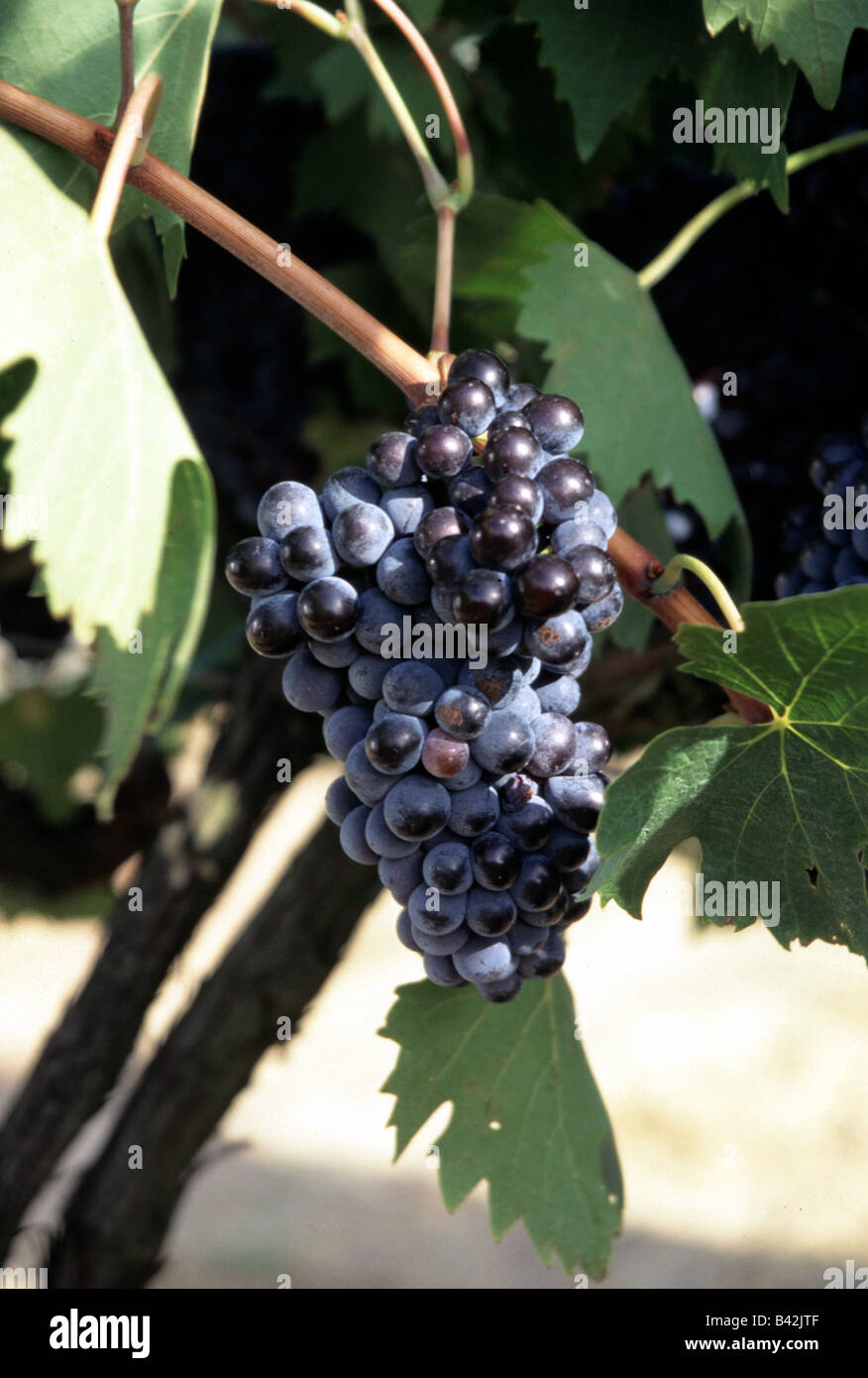 botany, grape-vine, (Vitis), European grapevine, (Vitis vinifera), 'Chianti', grape, at vine, Province Chianti, Toscana, Ital Stock Photo