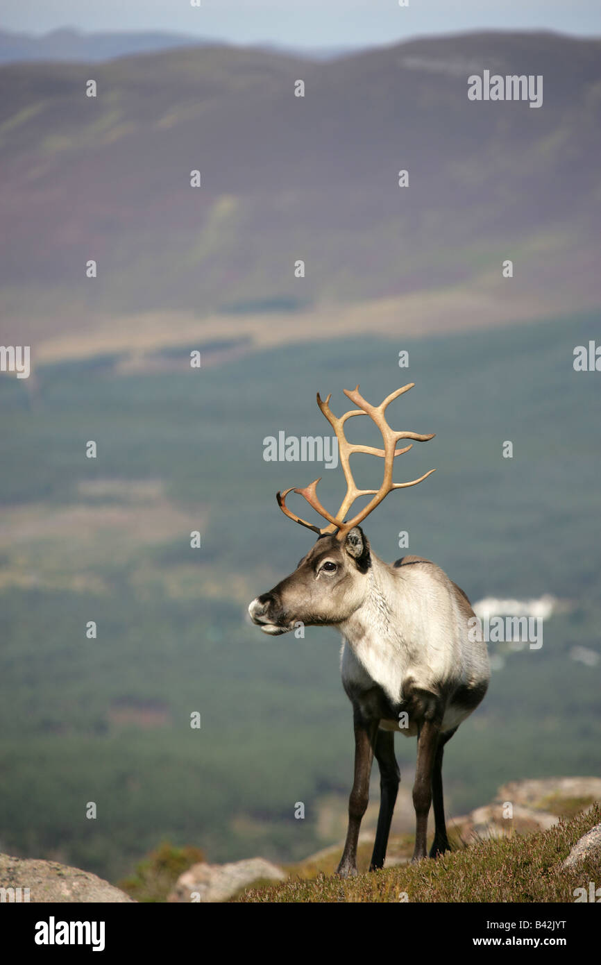 The area of Cairngorm, Scotland. Roaming reindeer in the Cairngorm mountain range, with The Queen’s Forest in the background. Stock Photo