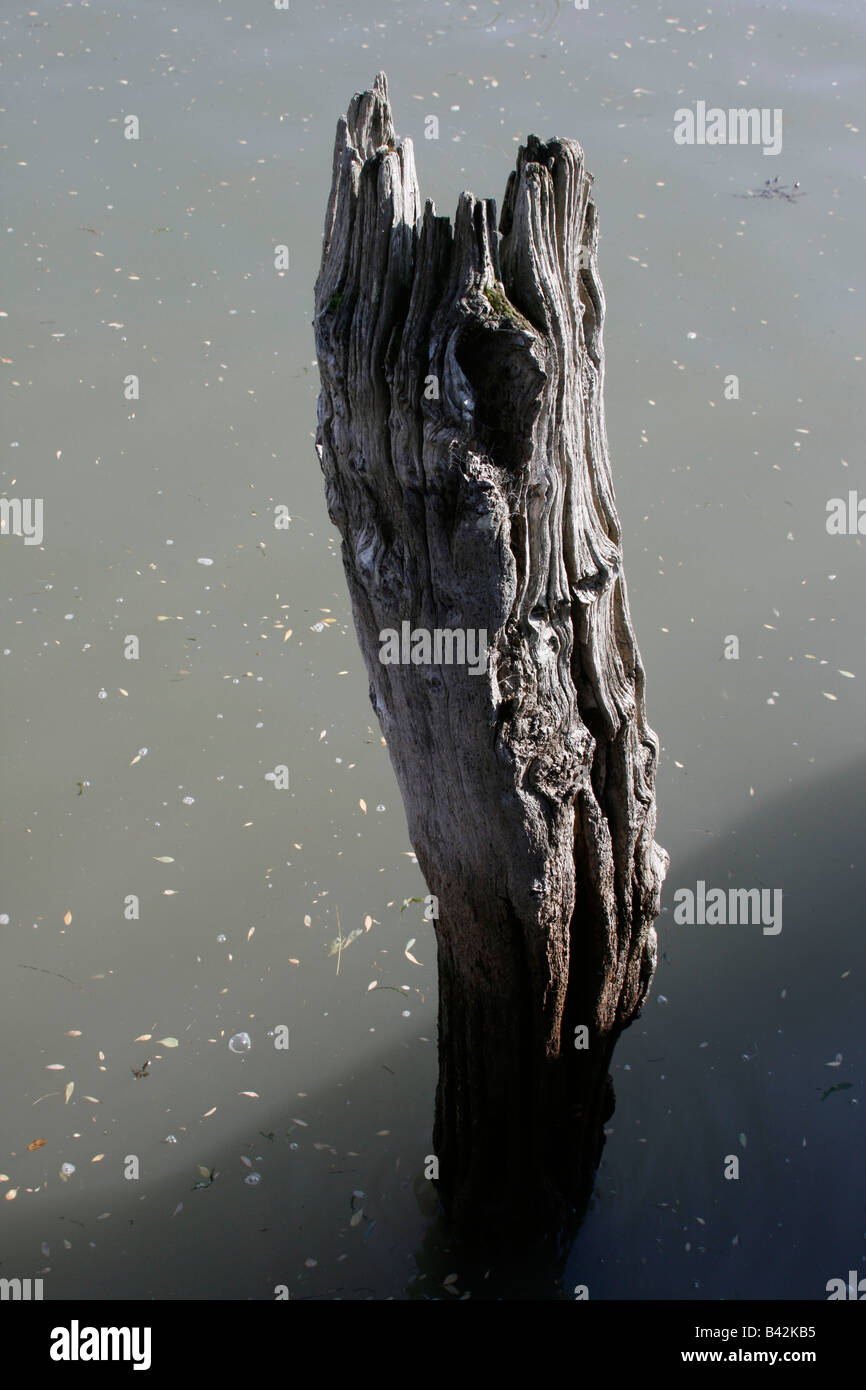Tree stump out of water Stock Photo Alamy