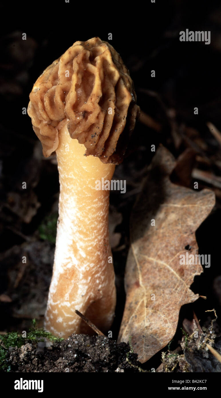 botany, fungi, morels, (Morchella), edible morel, (Morchella esculenta), on woodground, close-up, mushroom, rotunda vulgaris, Stock Photo