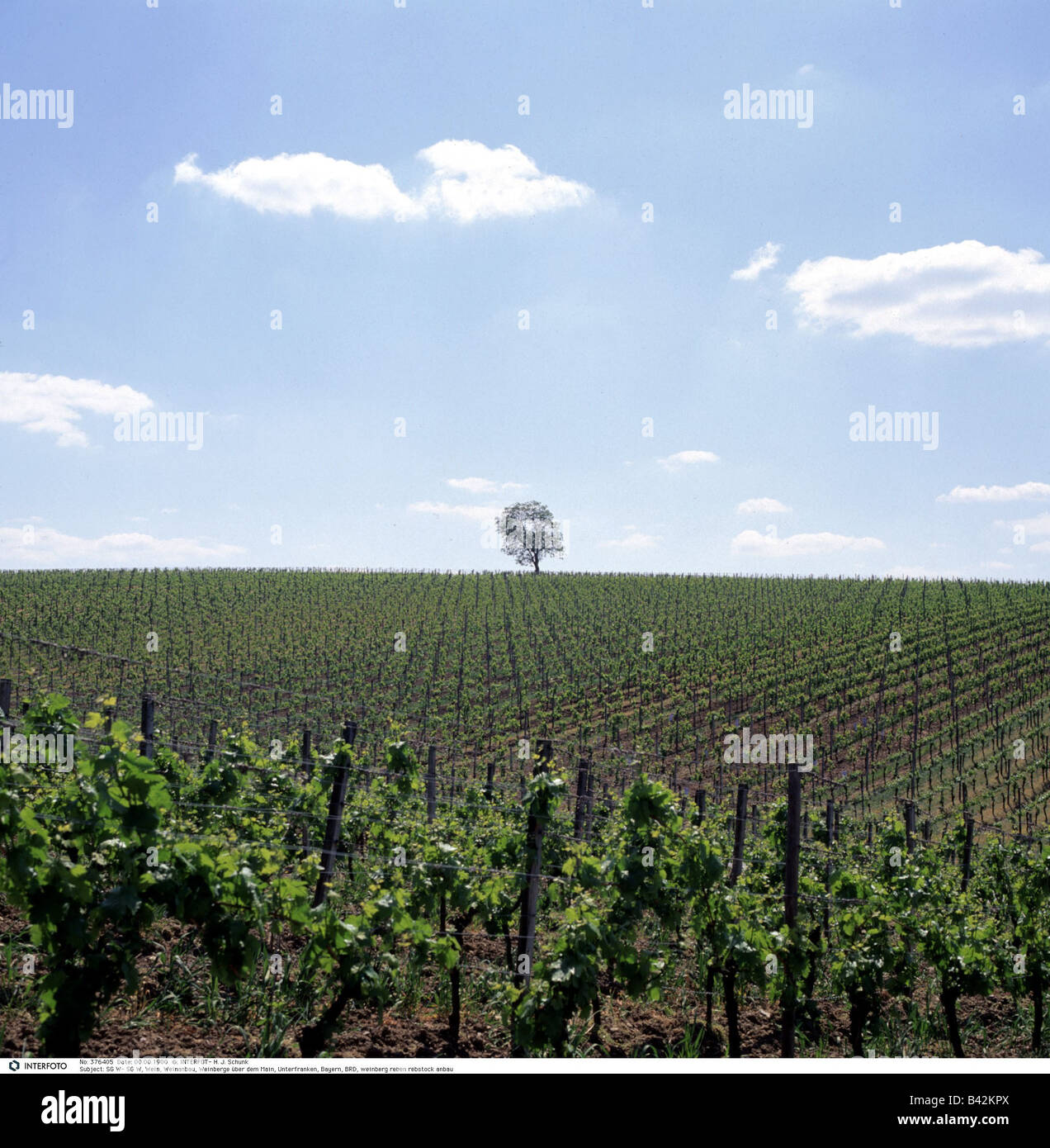 botany, grape-vine, (Vitis), European grapevine, (Vitis vinifera), field, Franken, Germany, winegrowing region, wine-growing dis Stock Photo