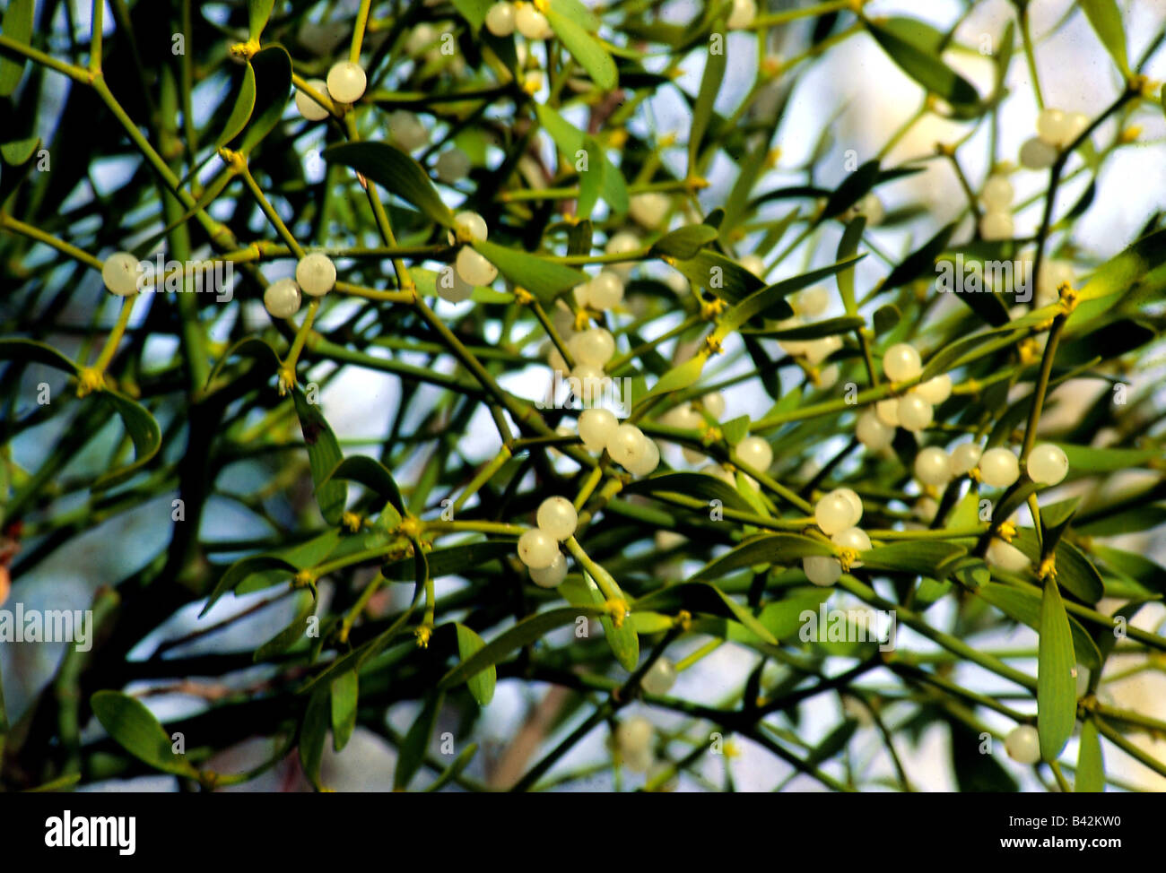 botany, Mistletoe, (Viscum), European Mistletoe, (Viscum album), white, Loranthaceae, Santalales, Santalaceae, Stock Photo