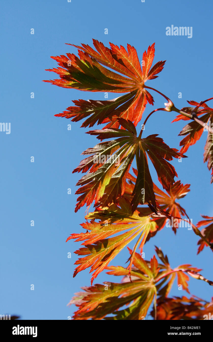 Autumn leaves on blue sky Stock Photo - Alamy
