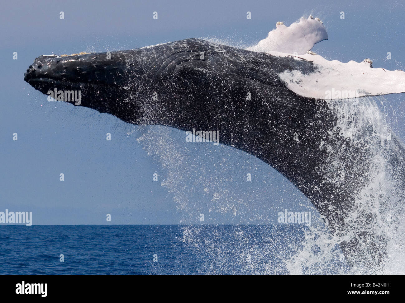 Breaching Humpback Whale Megaptera novaengliae Pacific Ocean Hawaii USA Stock Photo