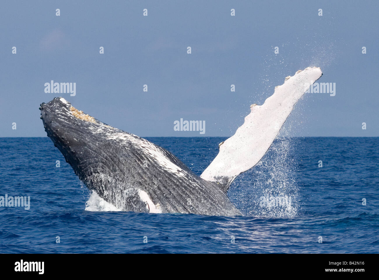 Breaching Humpback Whale Megaptera novaengliae Pacific Ocean Hawaii USA Stock Photo