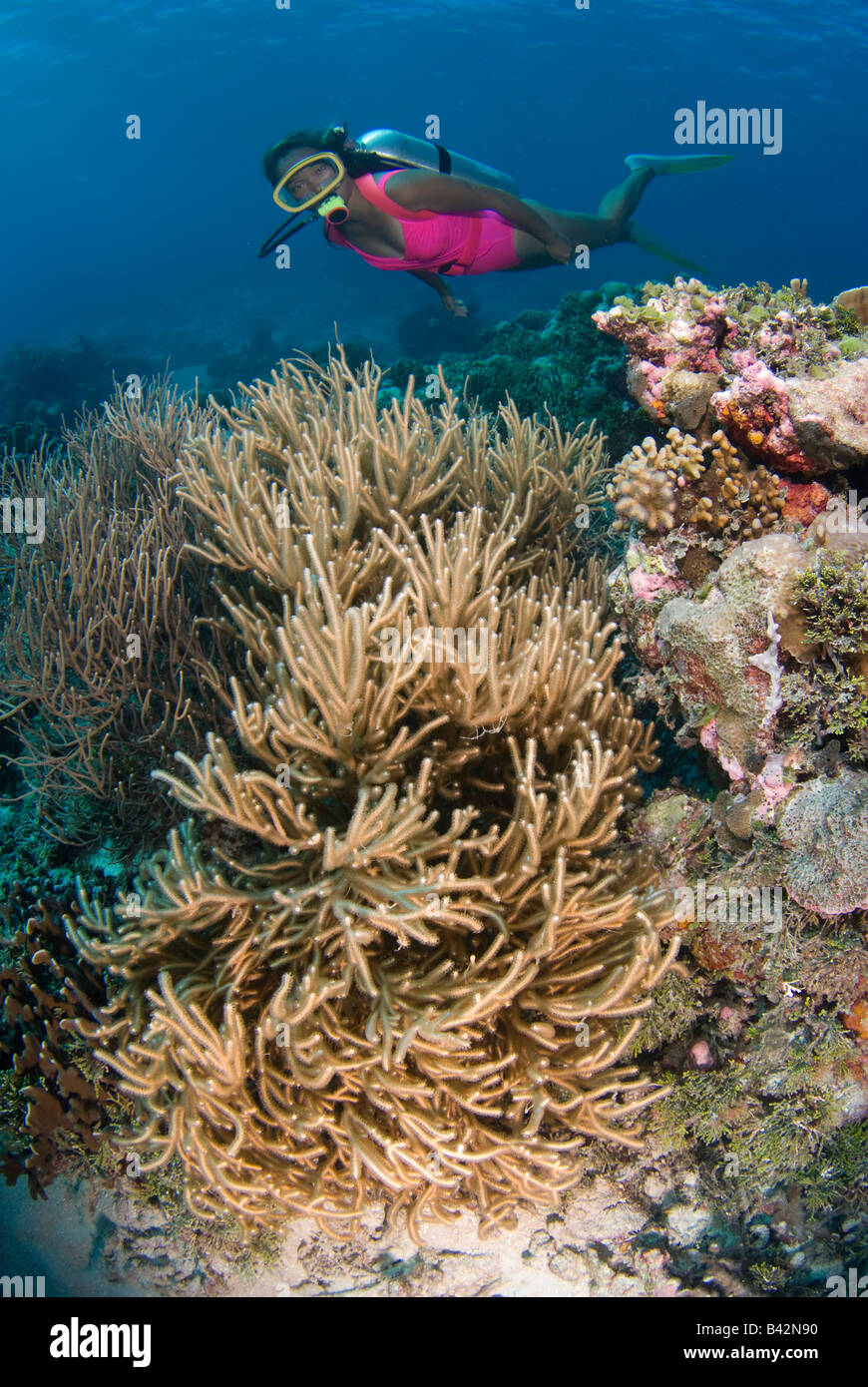 Diver And Gorgonia Rumphella Ngulu Atoll Caroline Islands Pacific Yap Micronesia Stock Photo Alamy