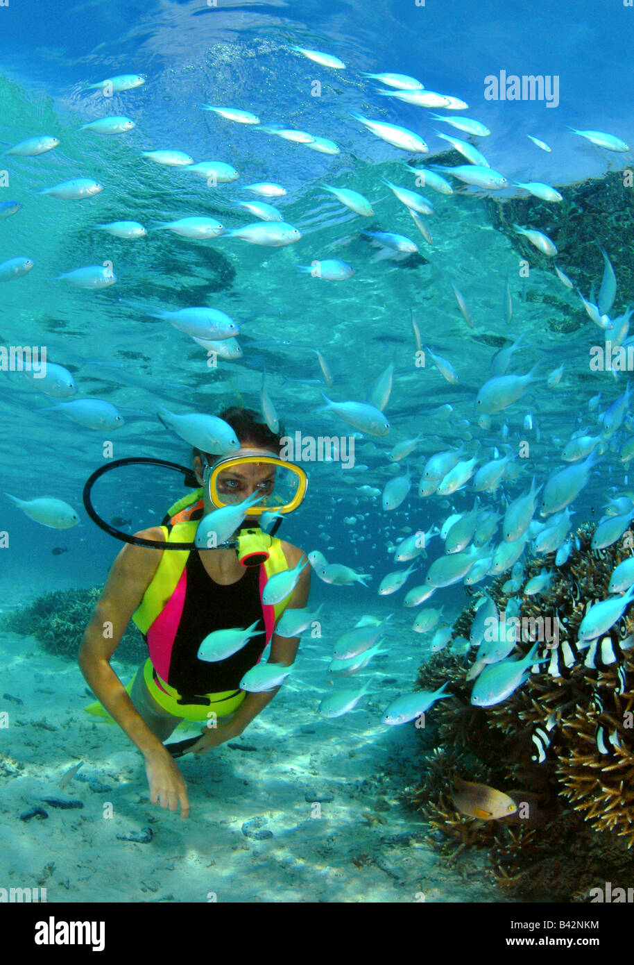 Coral Fishes and Diver Chromis Micronesia Mariana Islands Pacific Ocean