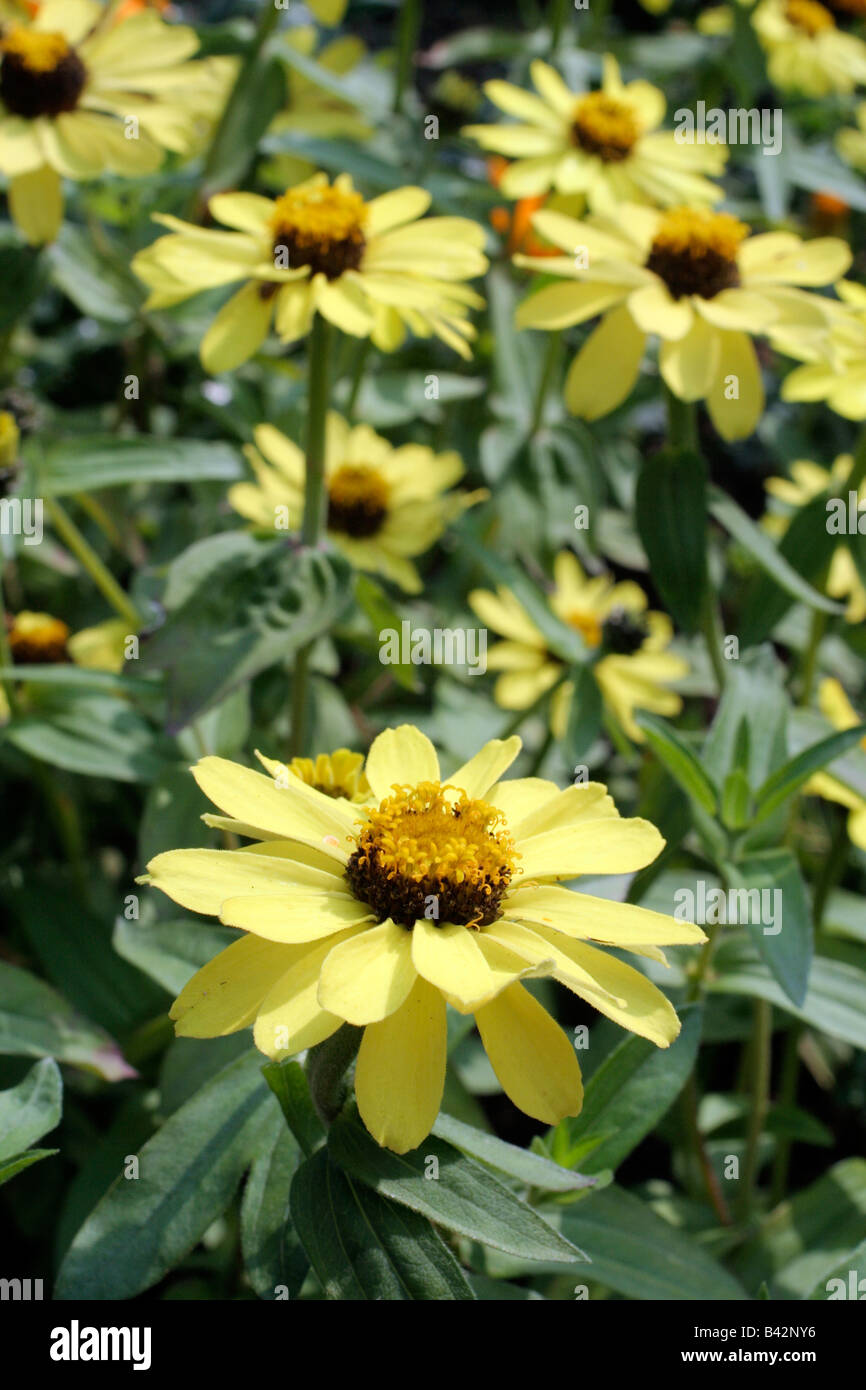 ZINNIA PROFUSION APRICOT Stock Photo Alamy