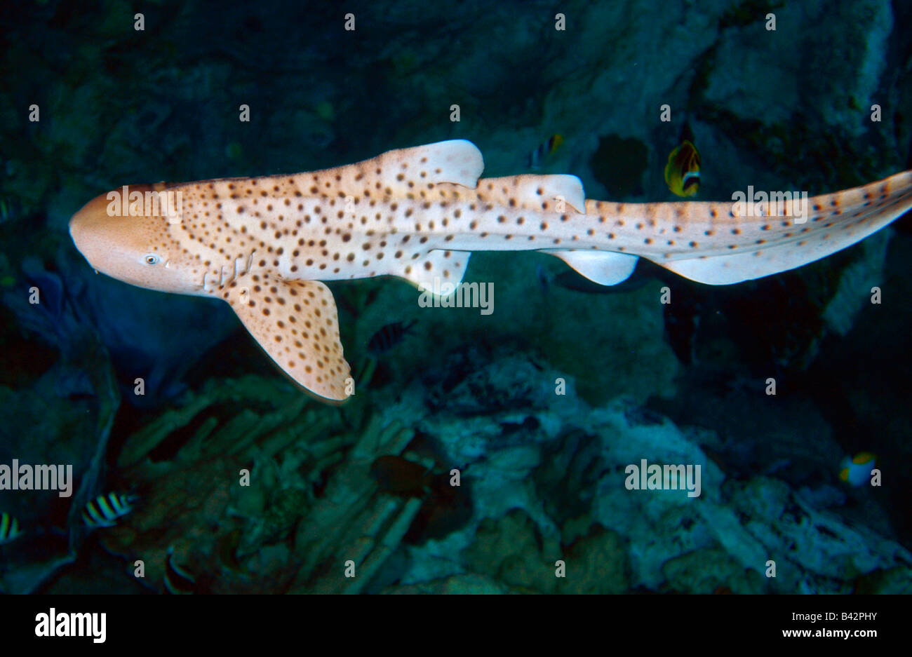 juvenile-leopard-shark-stegostoma-varium-micronesia-mariana-islands-B42PHY.jpg
