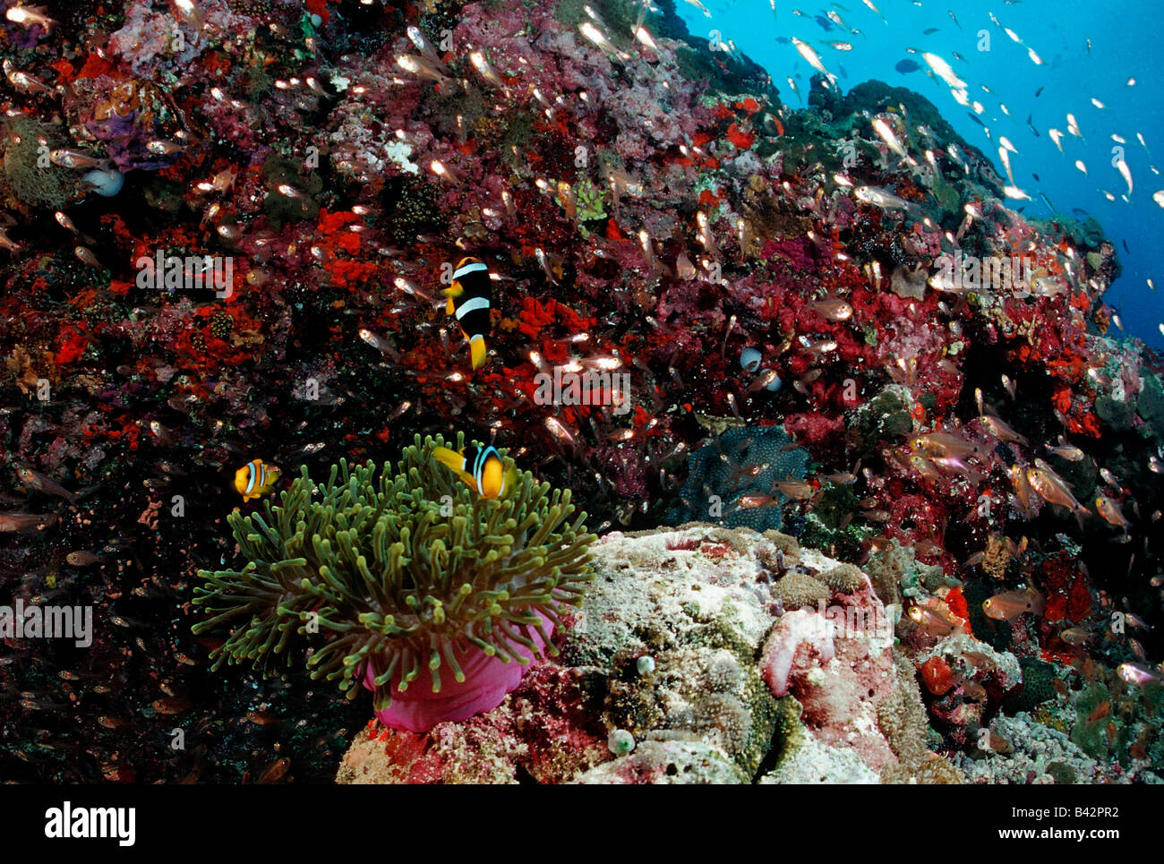 clarks coral sunrise