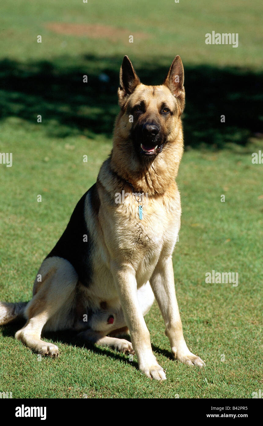 zoology / animals, mammal / mammalian, dogs, (Canis lupus familiaris), German Shepherd Dog