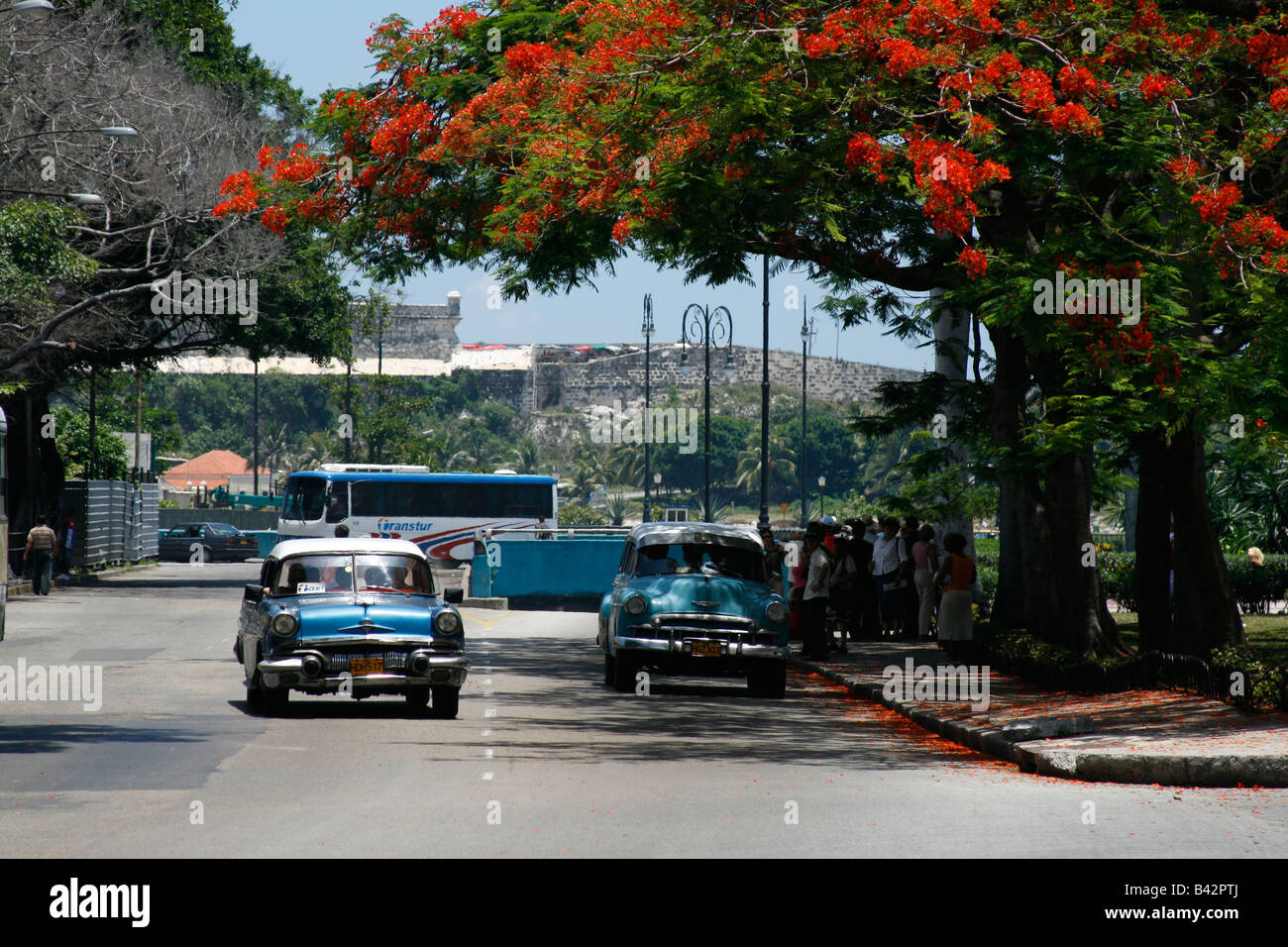US 1950s cars in Havana Vieja Stock Photo