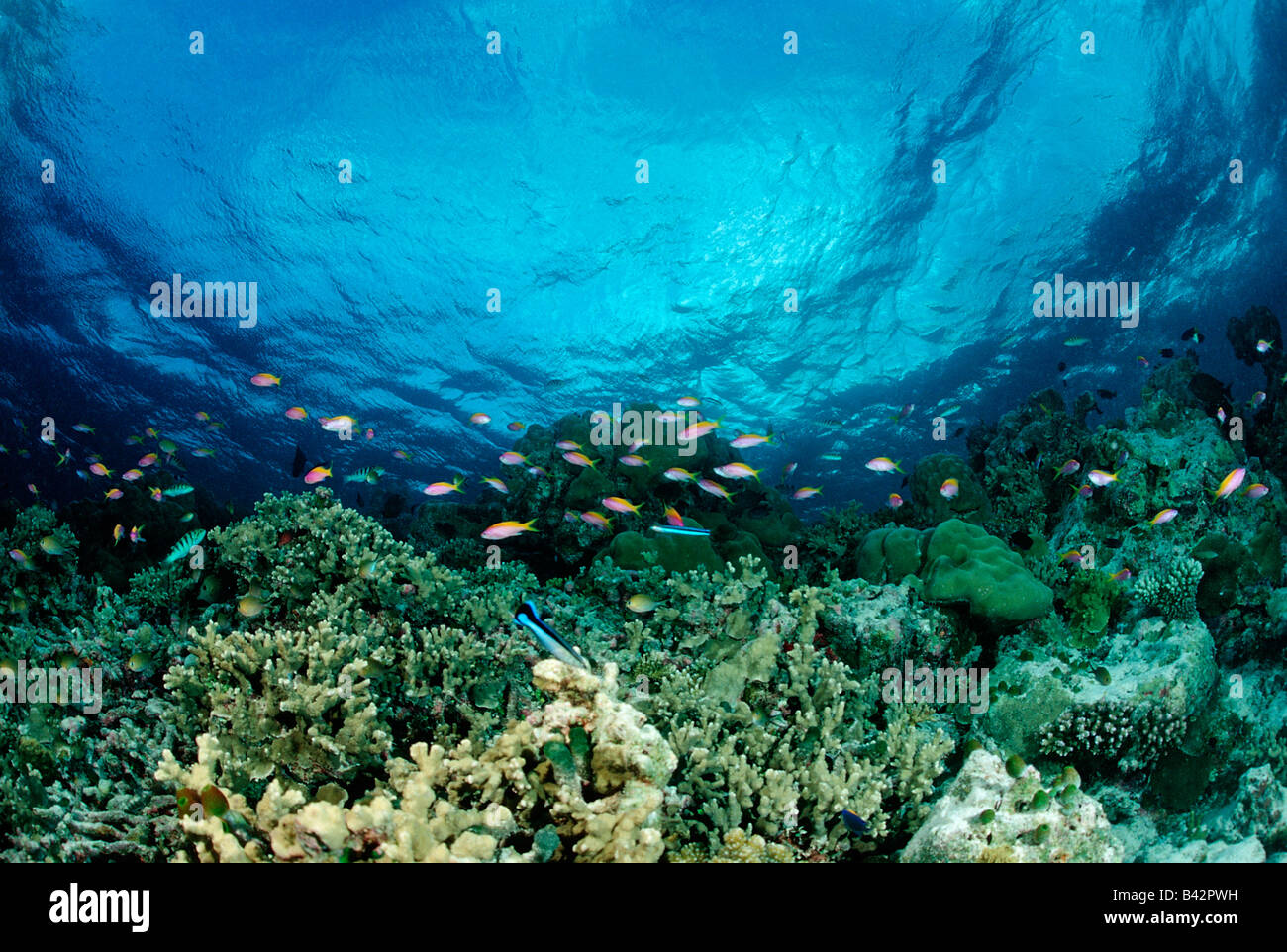 Anthias at Coral Reef Pseudanthias evansi Indian Ocean Maldives Stock Photo