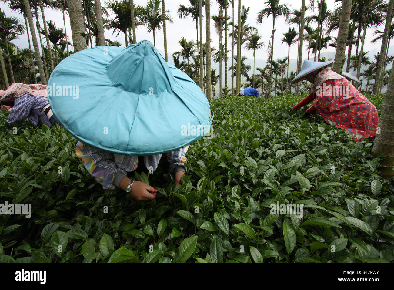 Tea pickers in Taiwan Stock Photo