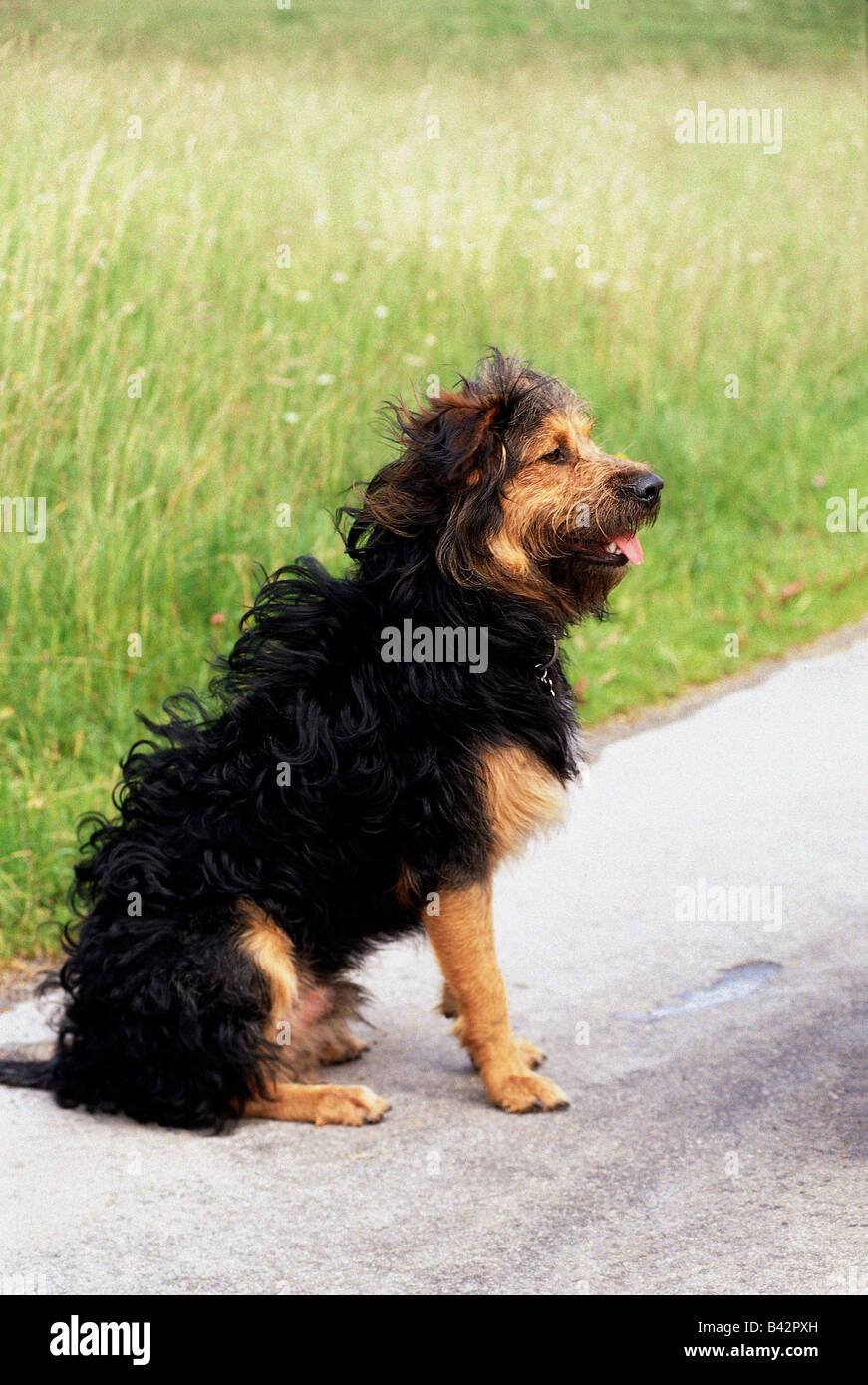 zoology / animals, mammal / mammalian, dogs, (Canis lupus familiaris), mixed-breed dog, one year old, sitting, side-view, side v Stock Photo