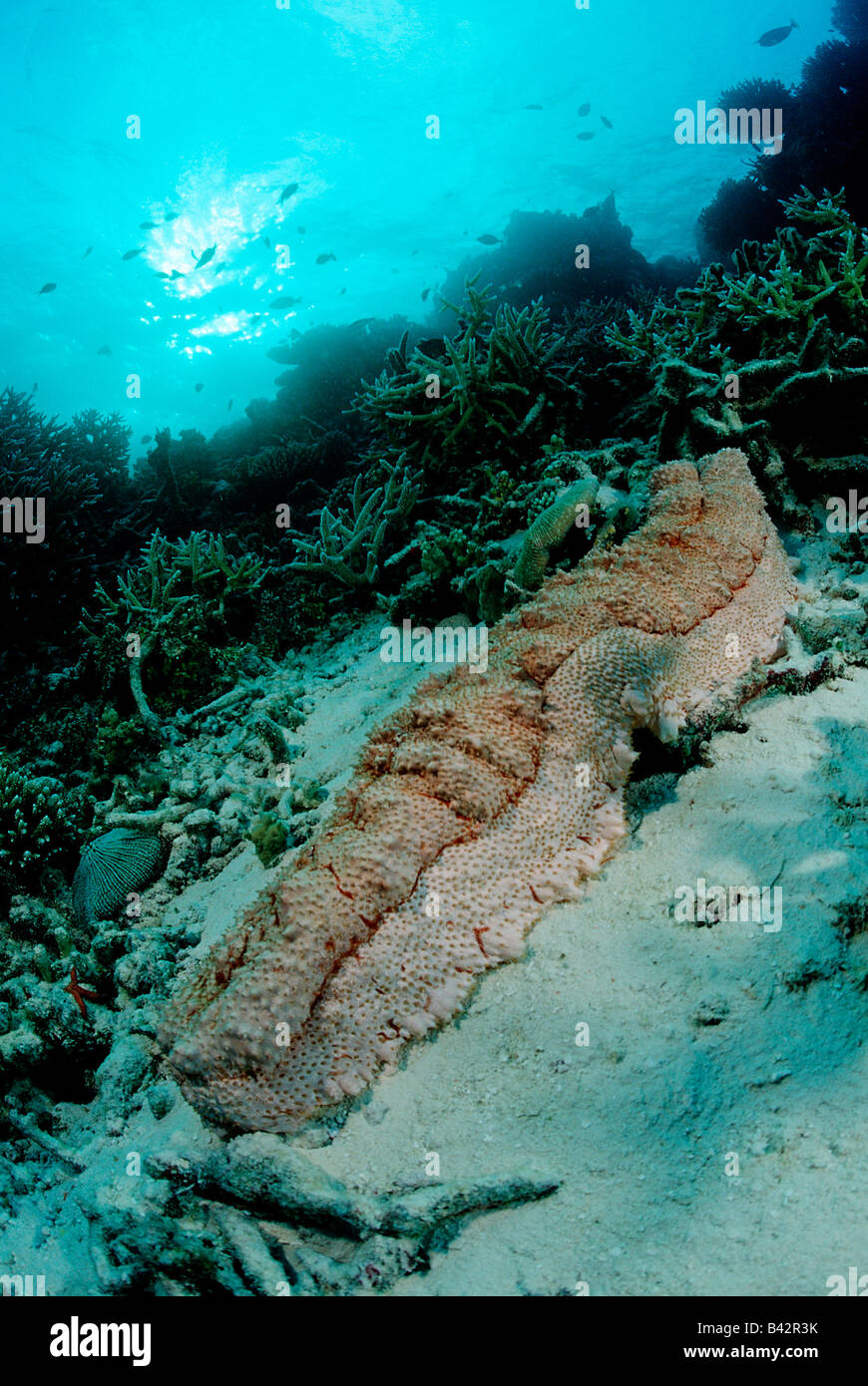 Great Sea Cucumber at Coral Reef Stichopus variegatus Indian Ocean Maldives Stock Photo