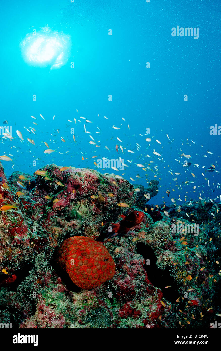 Anthias and Cushion Starfish at Coral Reef Pseudanthias Culcita schmideliana Indian Ocean Maldives Stock Photo
