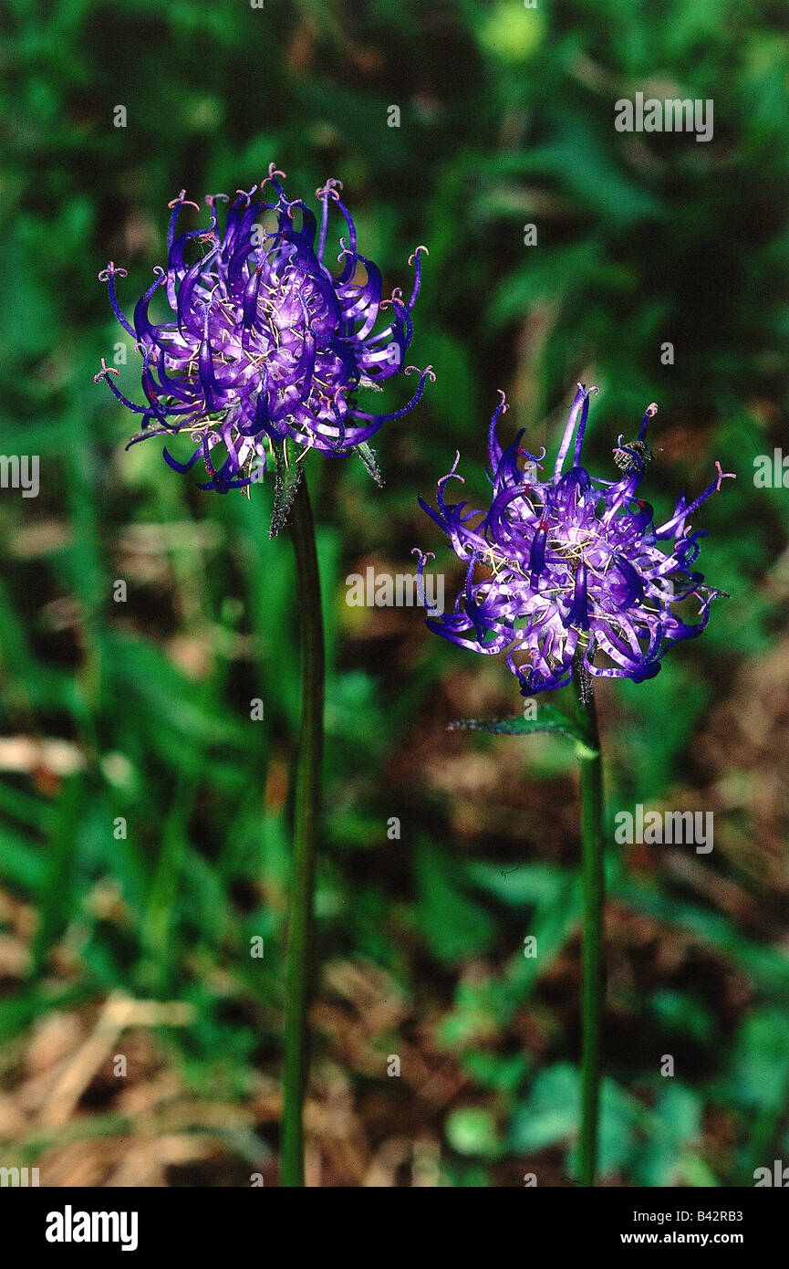 botany, Rampion, (Phyteuma), Round-headed Rampion, (Phyteuma orbiculare), blossoms, at shoot, Betonicifolium, Campanulaceae, Ast Stock Photo