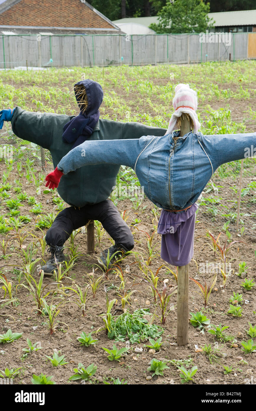 Scarecrows. Stock Photo