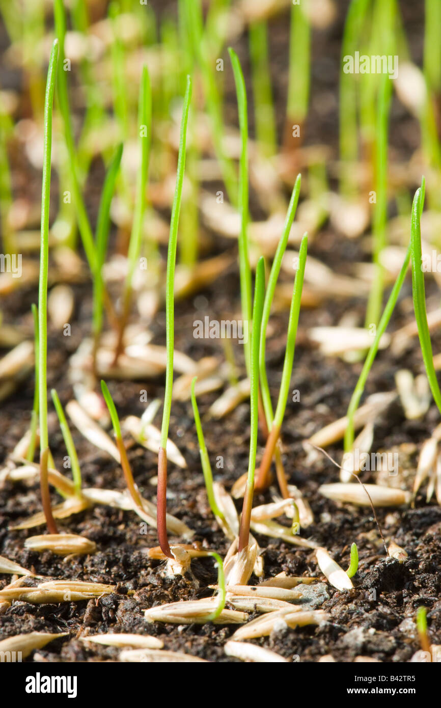 Grass seed germinating. Lawn seed Stock Photo