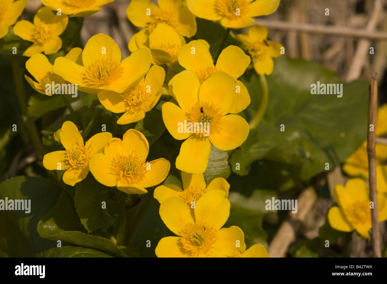 Caltha palustris Sumpfdotterblume flower plant Stock Photo