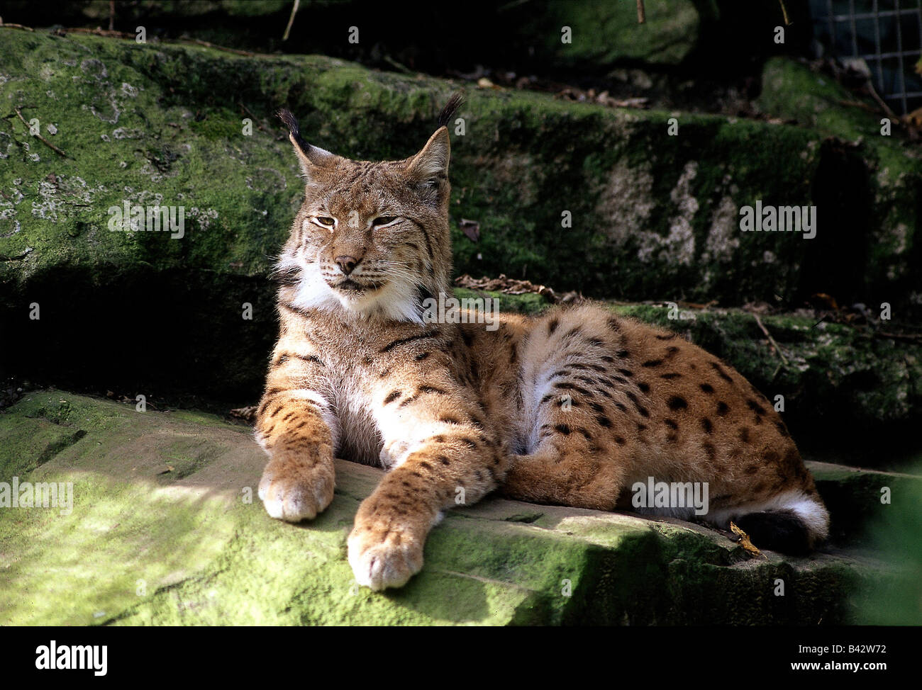 zoology / animals, mammal / mammalian, Felidae, Eurasian Lynx (Lynx ...