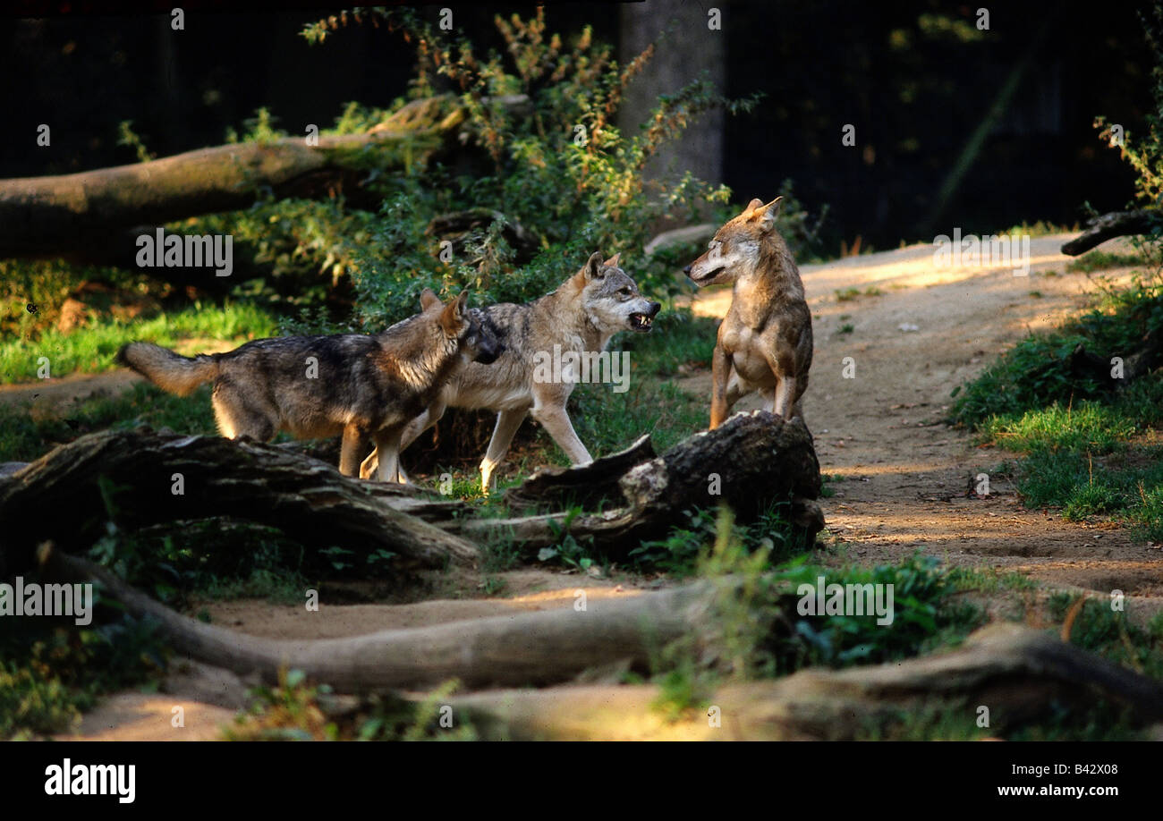 Grey wolf animals hi-res stock photography and images - Alamy
