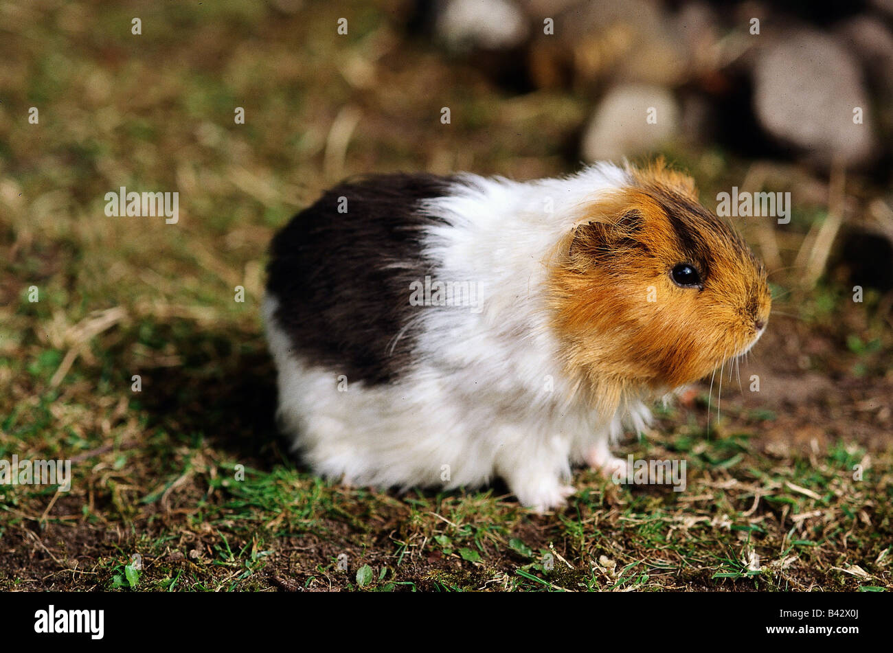 zoology / animals, mammal / mammalian, cavies, domestic guinea pig, (Cavia aperea porcellus), distribution: South America, anima Stock Photo