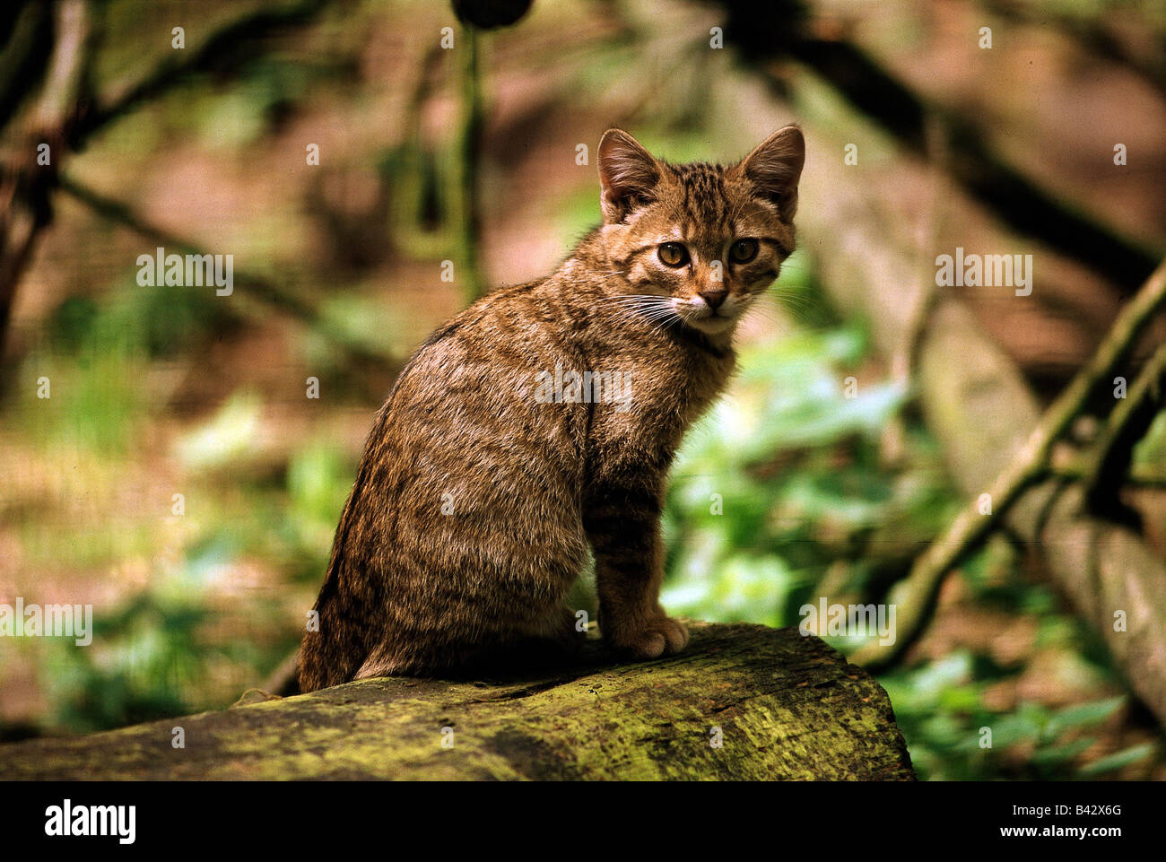 zoology / animals, mammal / mammalian, cats, (Felidae), wild cat, (Felis silvestris), young wild cat, sitting on stump, forest, Stock Photo