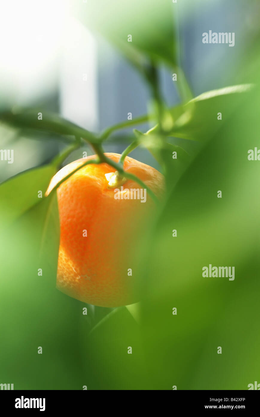 clementine on branch Stock Photo Alamy