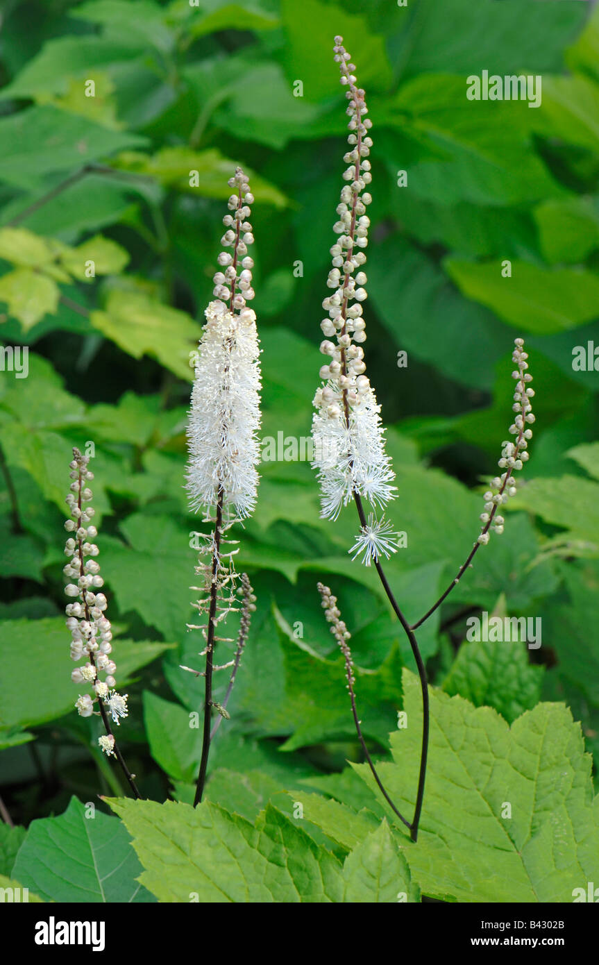 Black Cohosh, Squaw Root, Black Snakeroot (Cimicifuga racemosa), flowering Stock Photo