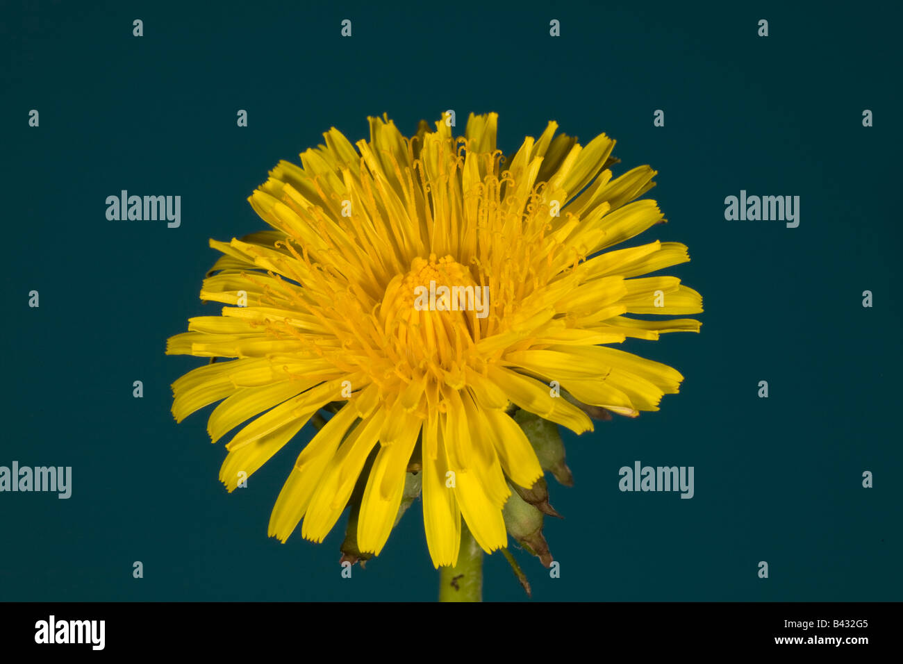 Taraxacum officinale Gewöhnlicher Löwenzahn flower Stock Photo