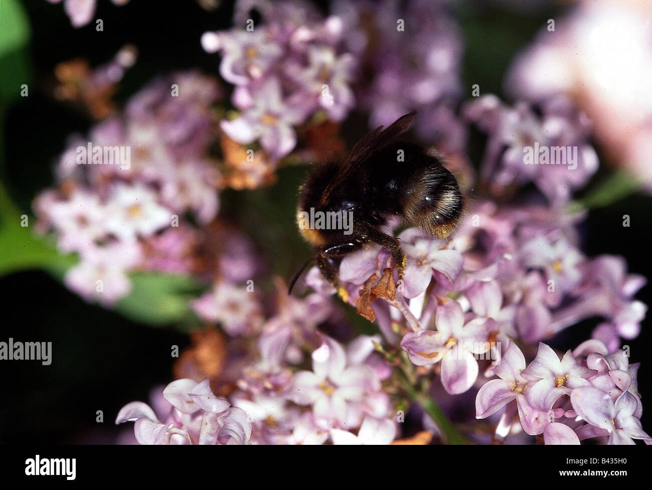 zoology / animals, insect, bees, Western honey bee, (Apis mellifera