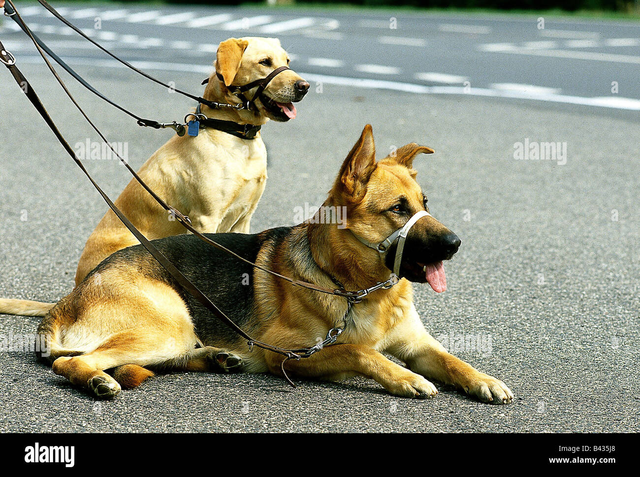 zoology / animals, mammal / mammalian, dogs, (Canis lupus familiaris), German Shepherd Dog