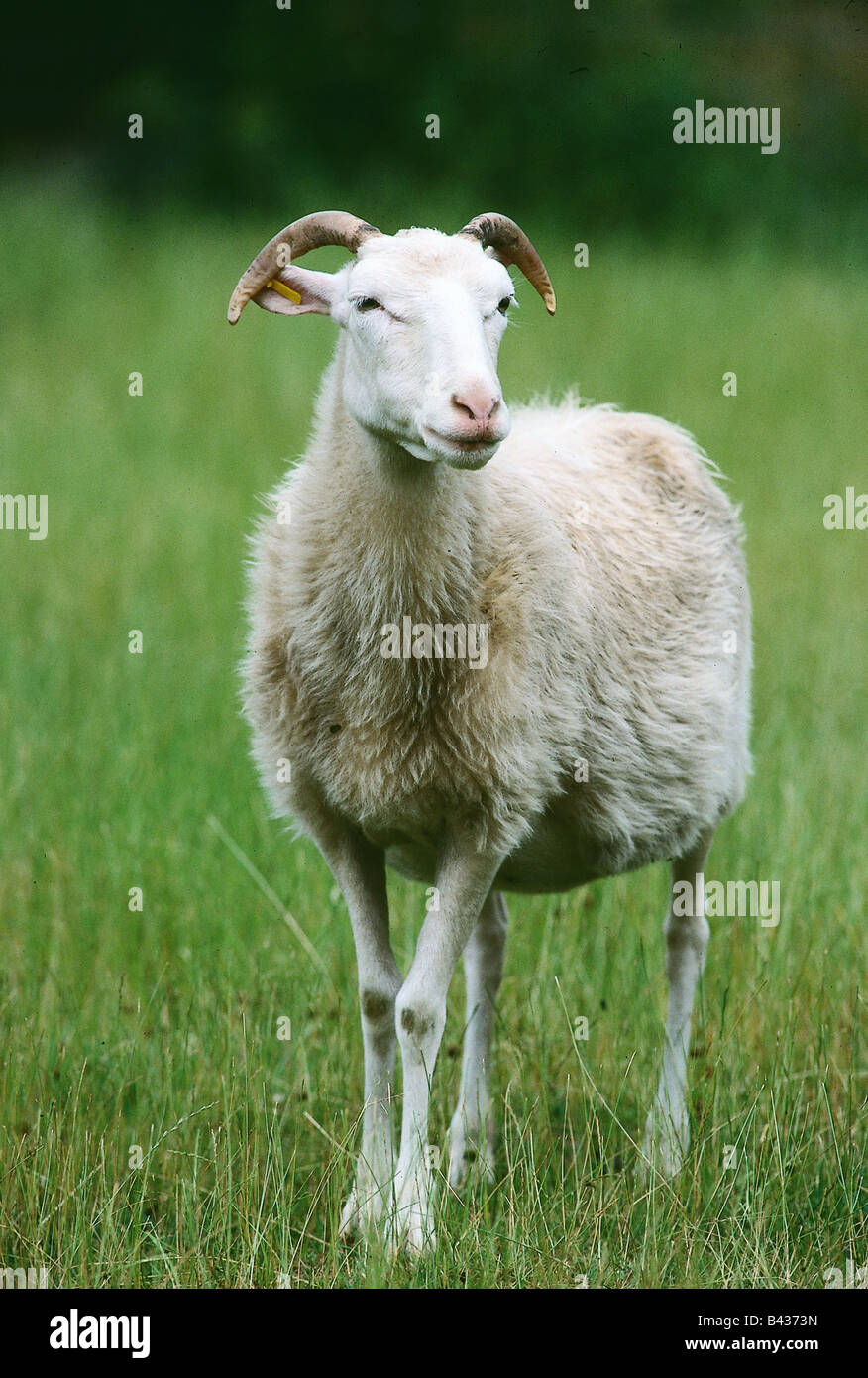 zoology / animals, mammal / mammalian, sheep, (Ovis), Heidschnucke
