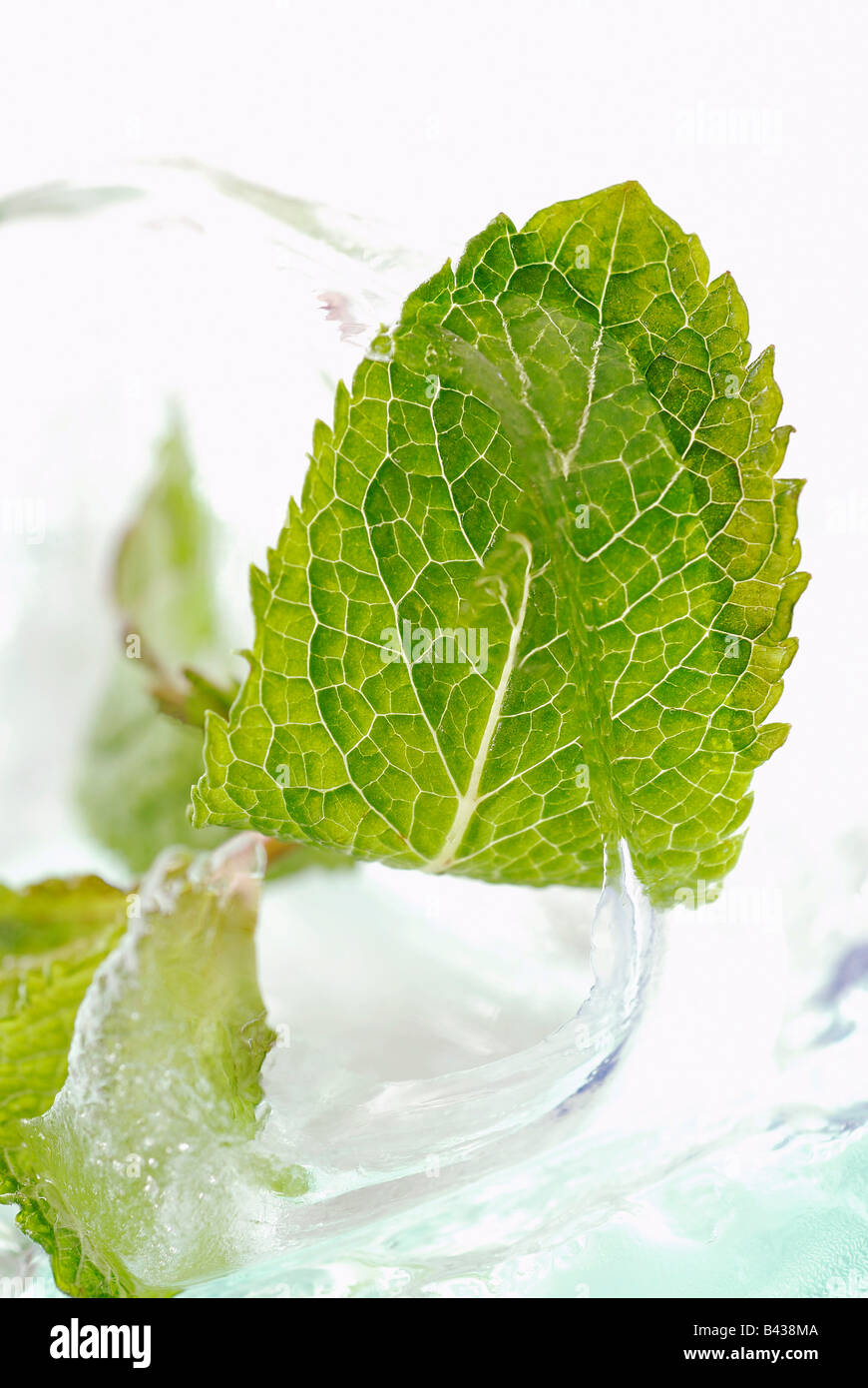 Fresh mint leaf in ice cube Stock Photo - Alamy