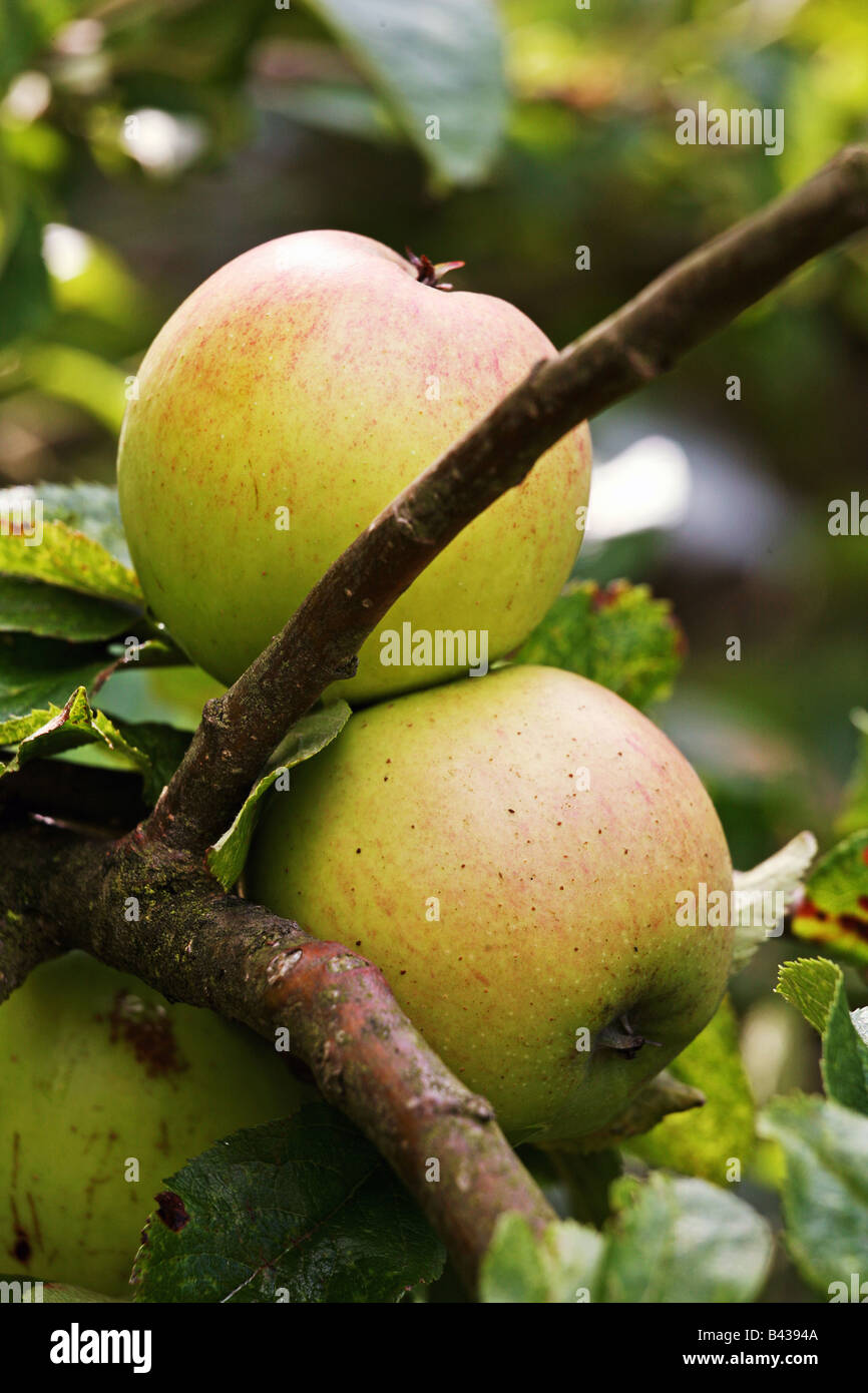 Reinette apple on the tree Stock Photo