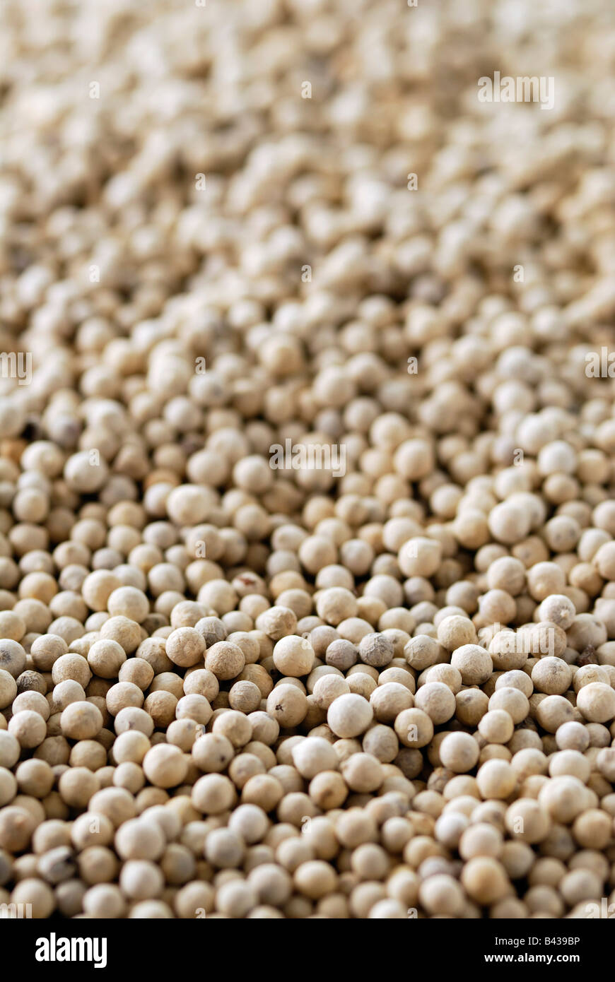 Overall of white peppercorns Stock Photo Alamy
