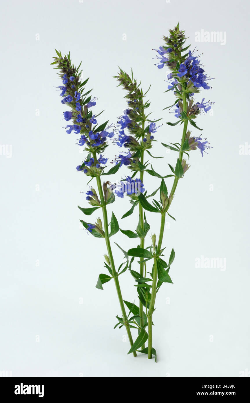 Hyssop (Hissopus officinalis), flowering twigs, studio picture Stock Photo