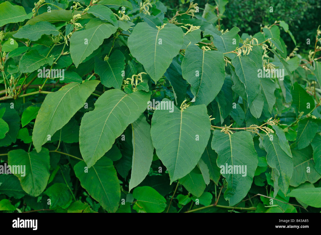 Giant Knotweed, Sakhalin Knotweed (Falliopa sachalinensis, Reynoutria sachalinensis), flowering plant Stock Photo
