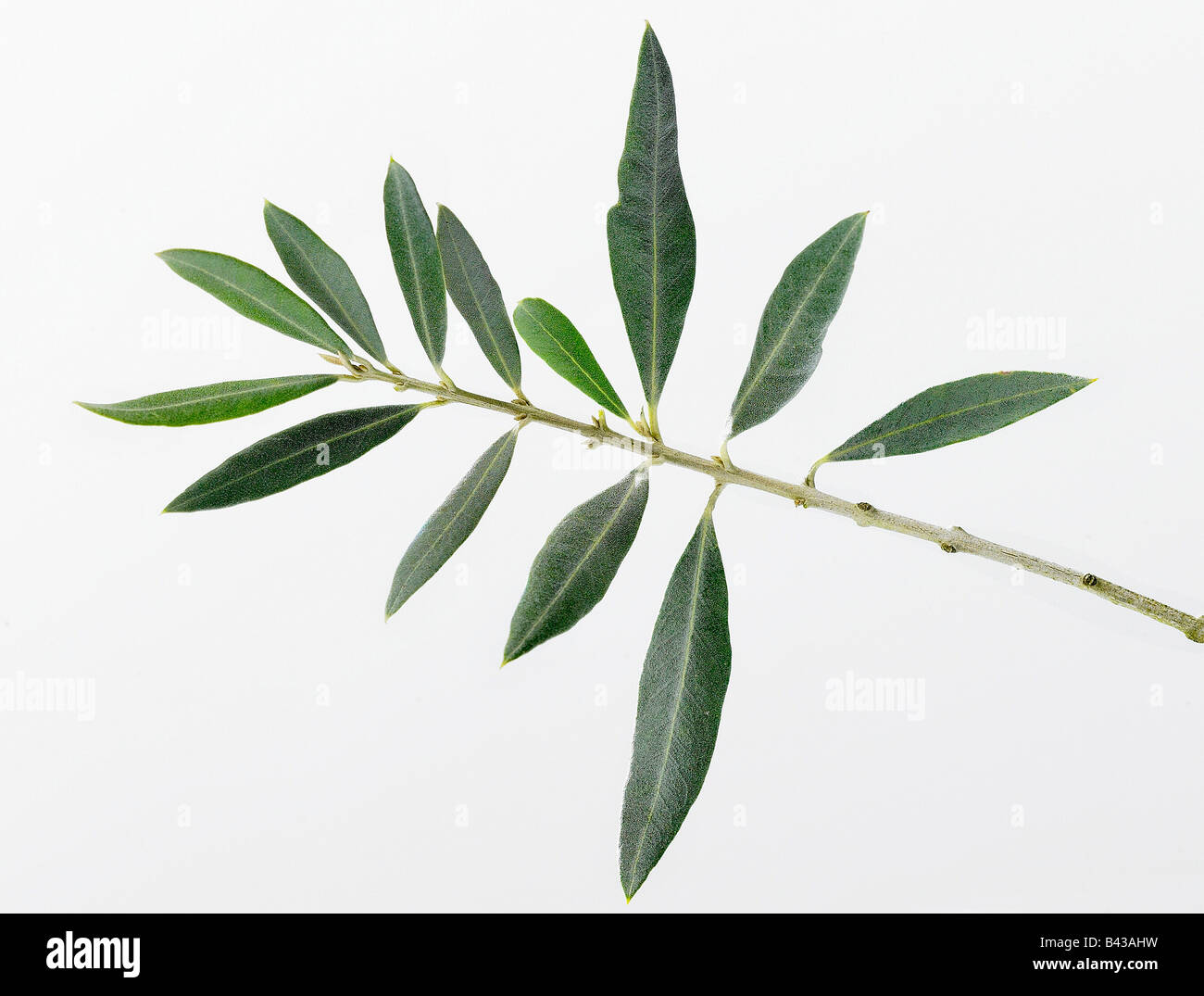 An olive branch hires stock photography and images Alamy